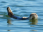 «Теңізшевройл» каспий итбалығын құтқаруға көмектеседі<br>Тенгизшевройл помогает спасать каспийского тюленя 