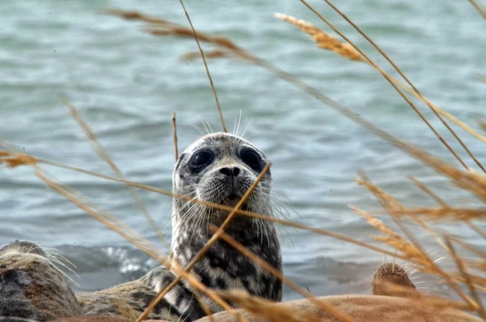 Тенгизшевройл помогает спасать каспийского тюленя